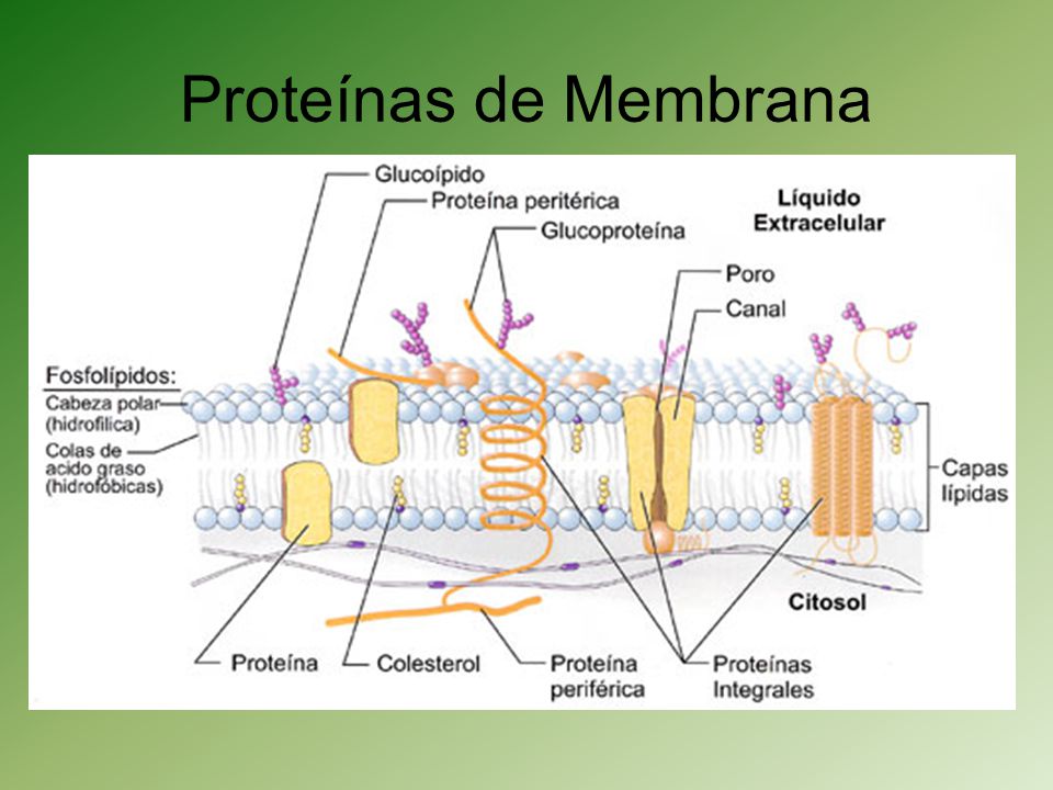 Tipos de proteinas de membrana
